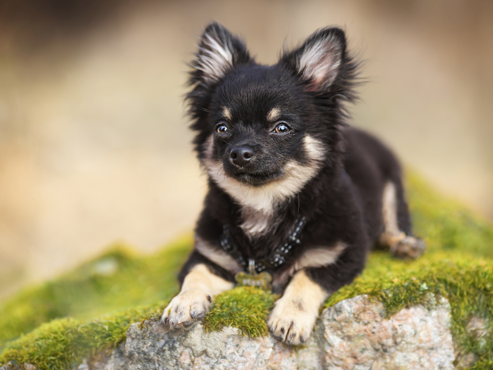 Маленький пес породы чихуахуа лежит на покрытом мхом камне