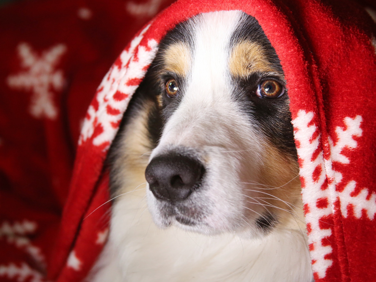 Австралийская овчарка лежит под красным покрывалом с белыми сердечками