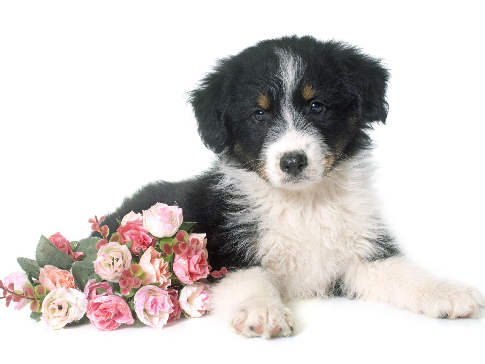 Щенок австралийской овчарки с цветами на белом фоне