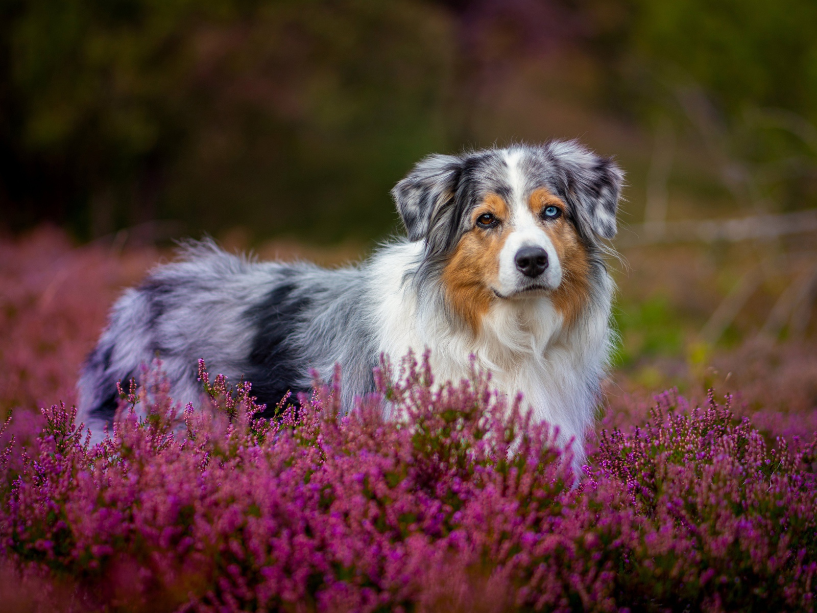 Австралийская Овчарка с разными глазами в розовых цветах 