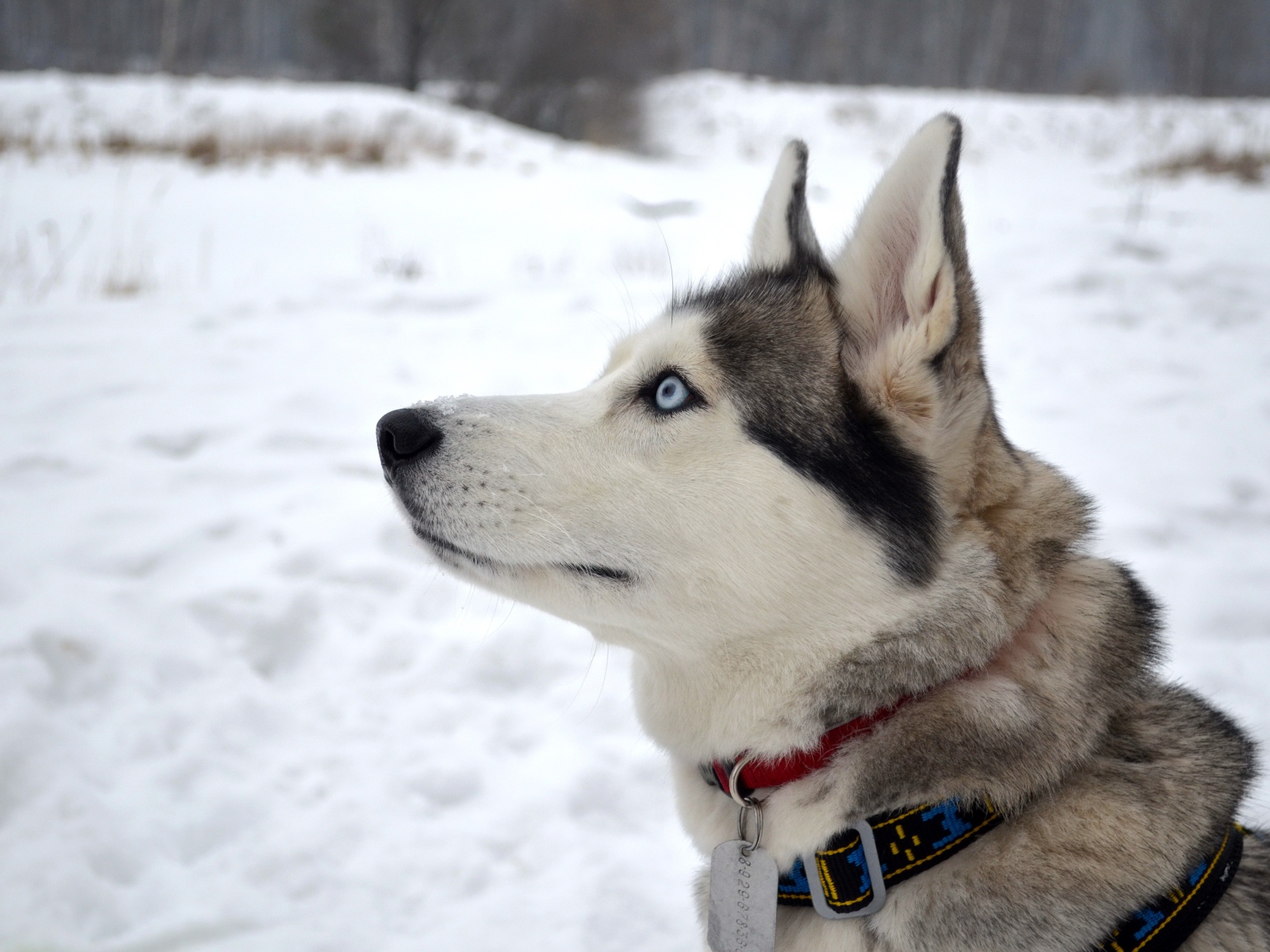 Красивый голубоглазый кот породы хаски с ошейником