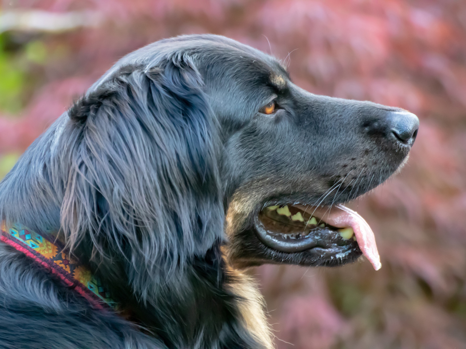 Big black dog with tongue sticking out