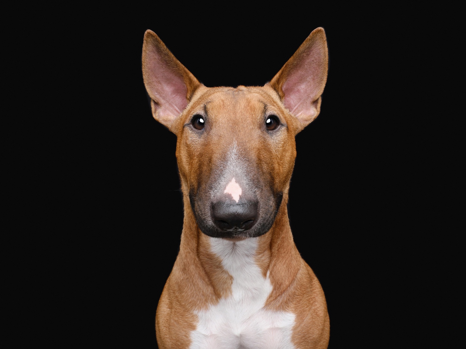 Большой бультерьер на черном фоне крупным планом