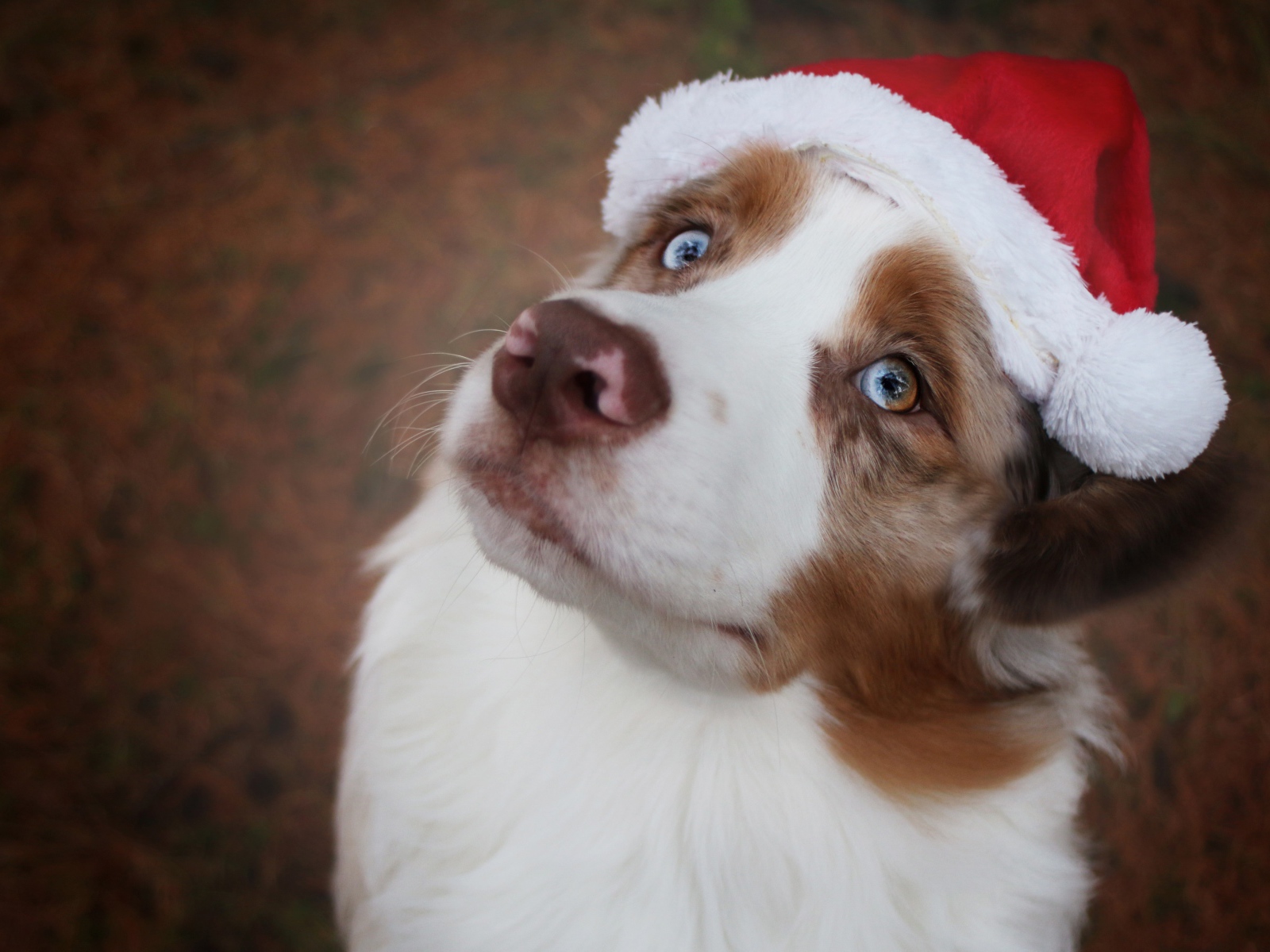 Голубоглазая австралийская овчарка в новогодней шапке 