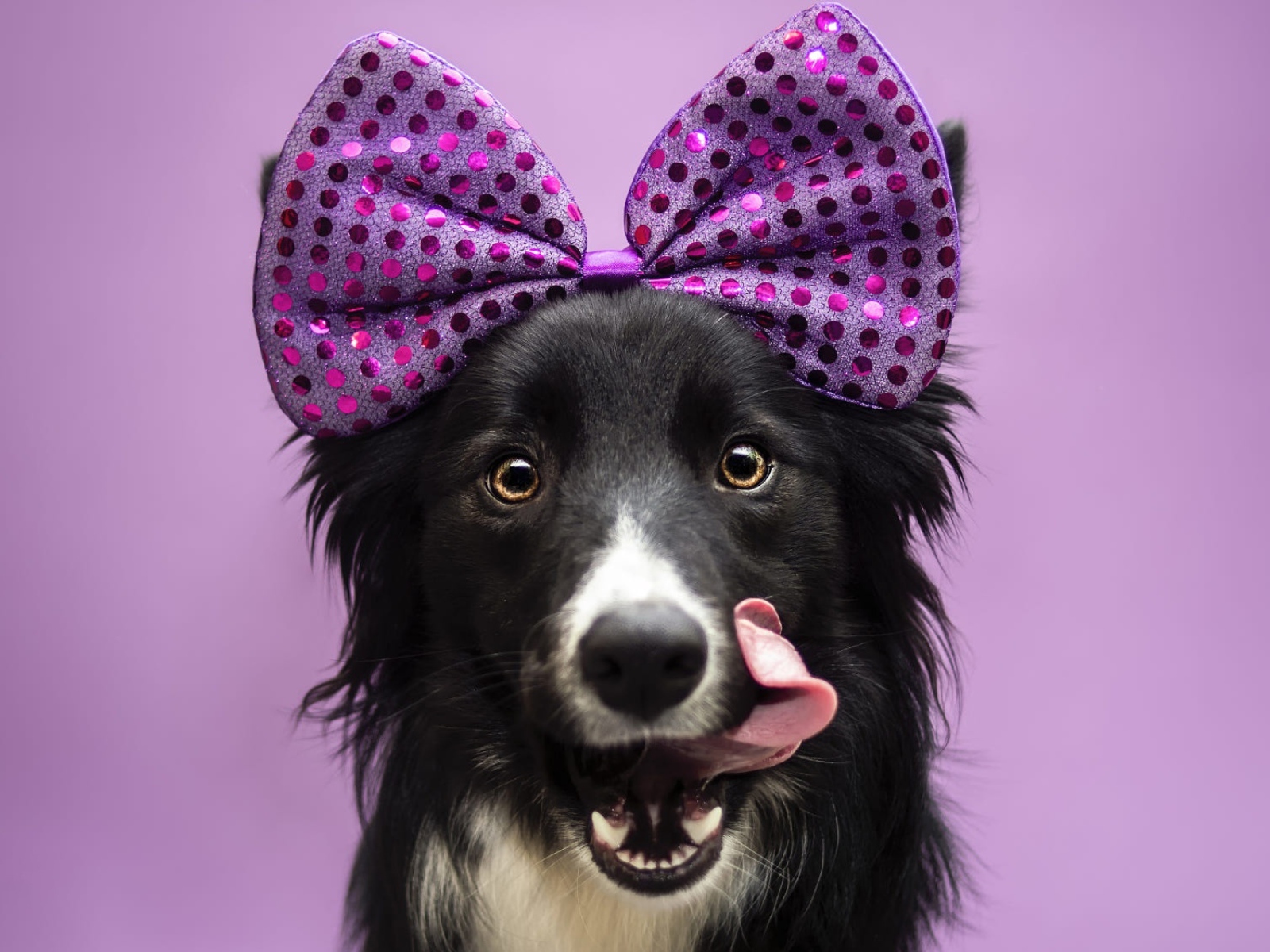 Собака Бордер-Колли с бантом на голове с высунутым языком