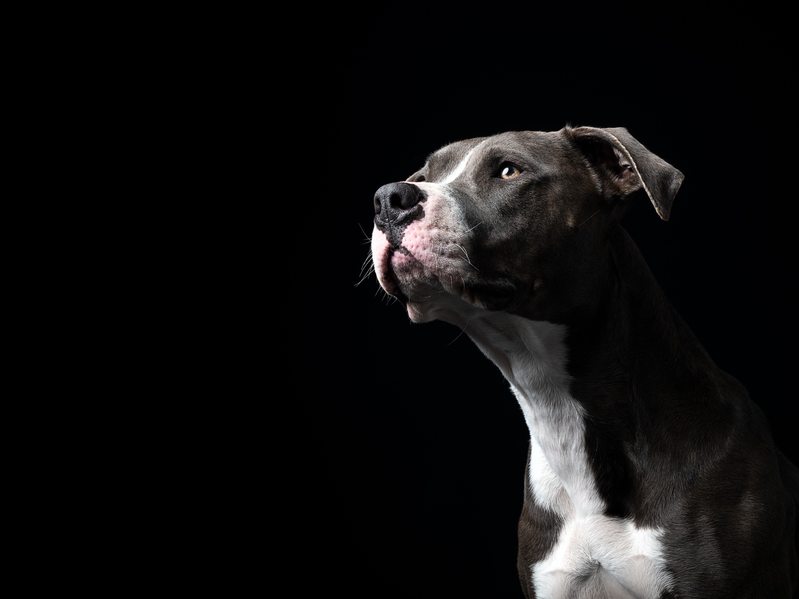 Бультерьер смотрит вдаль на черном фоне 