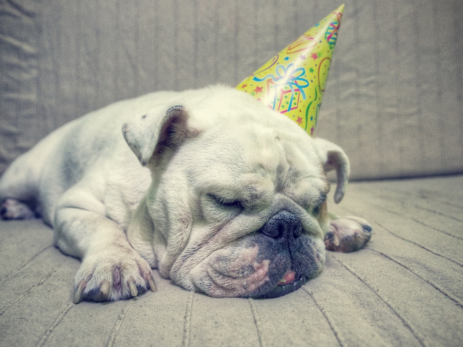 Бульдог спит в праздничном колпаке