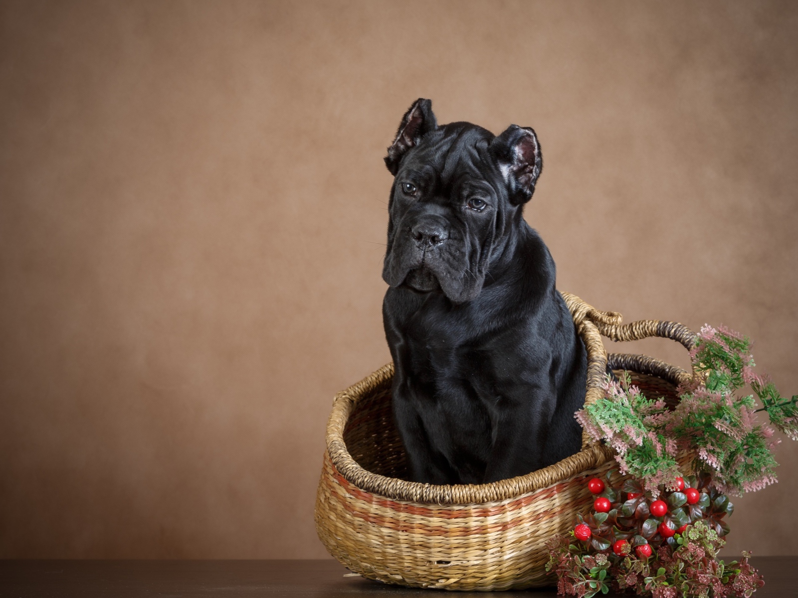 Щенок кане корсо сидит в корзине на коричневом фоне