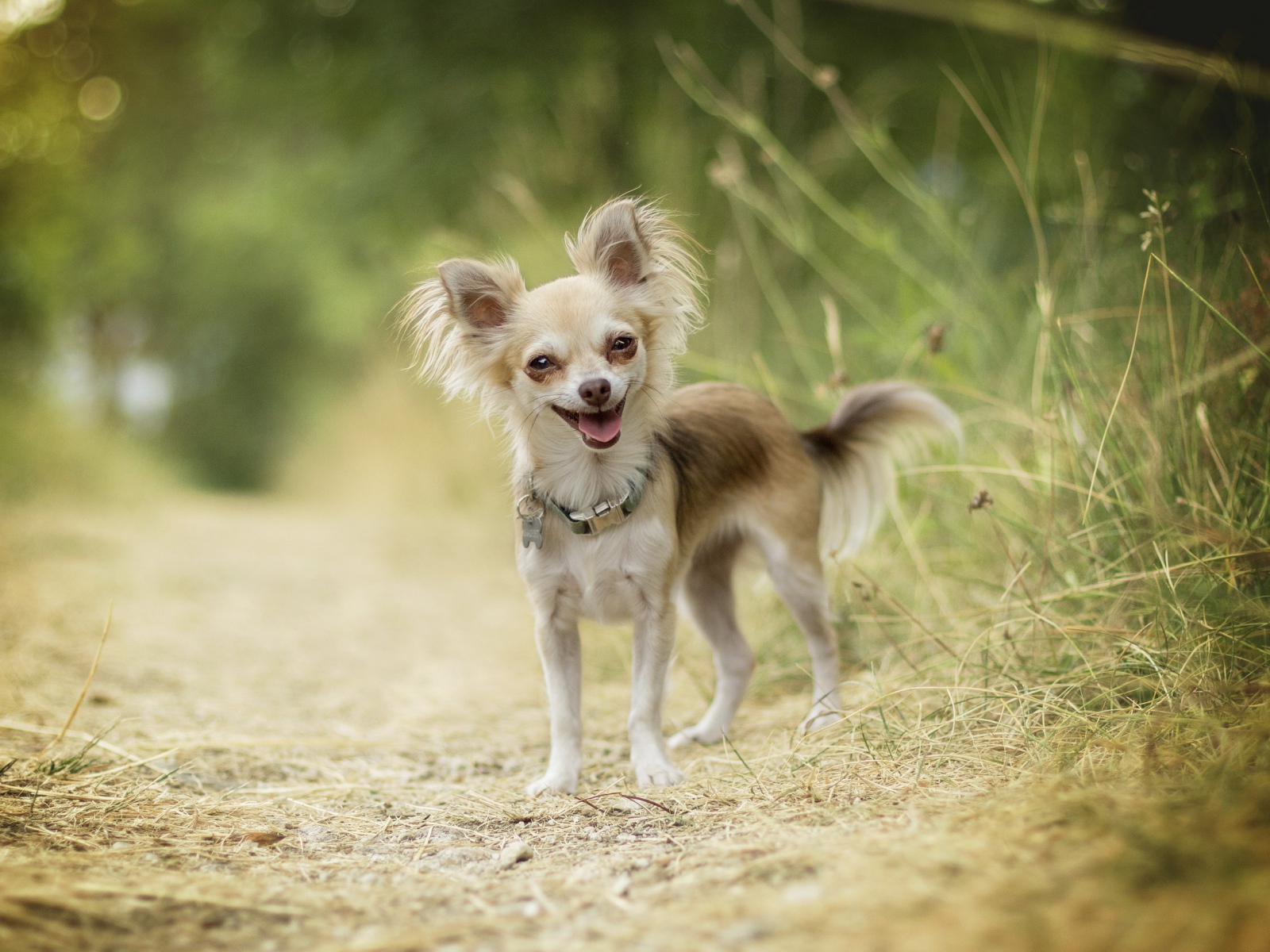Веселая собака породы чихуахуа на дороге