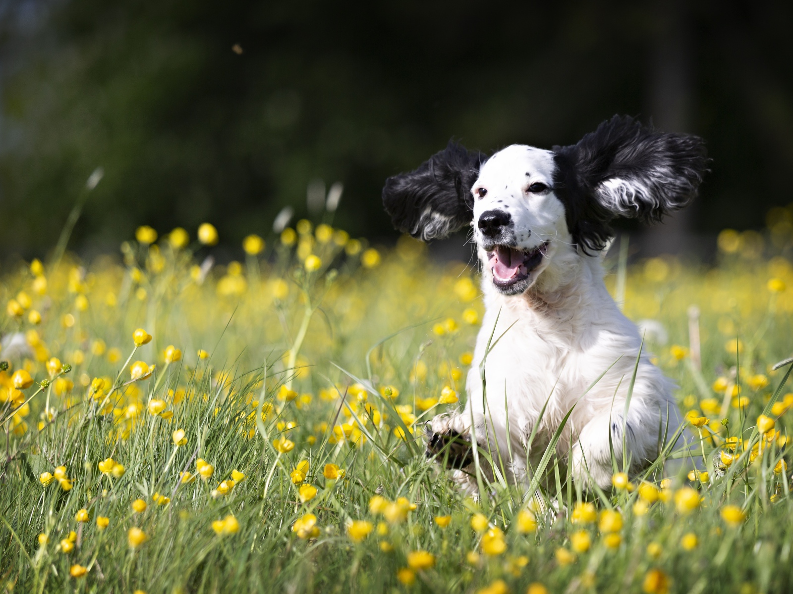 Веселый щенок бежит по зеленой траве с желтыми цветами