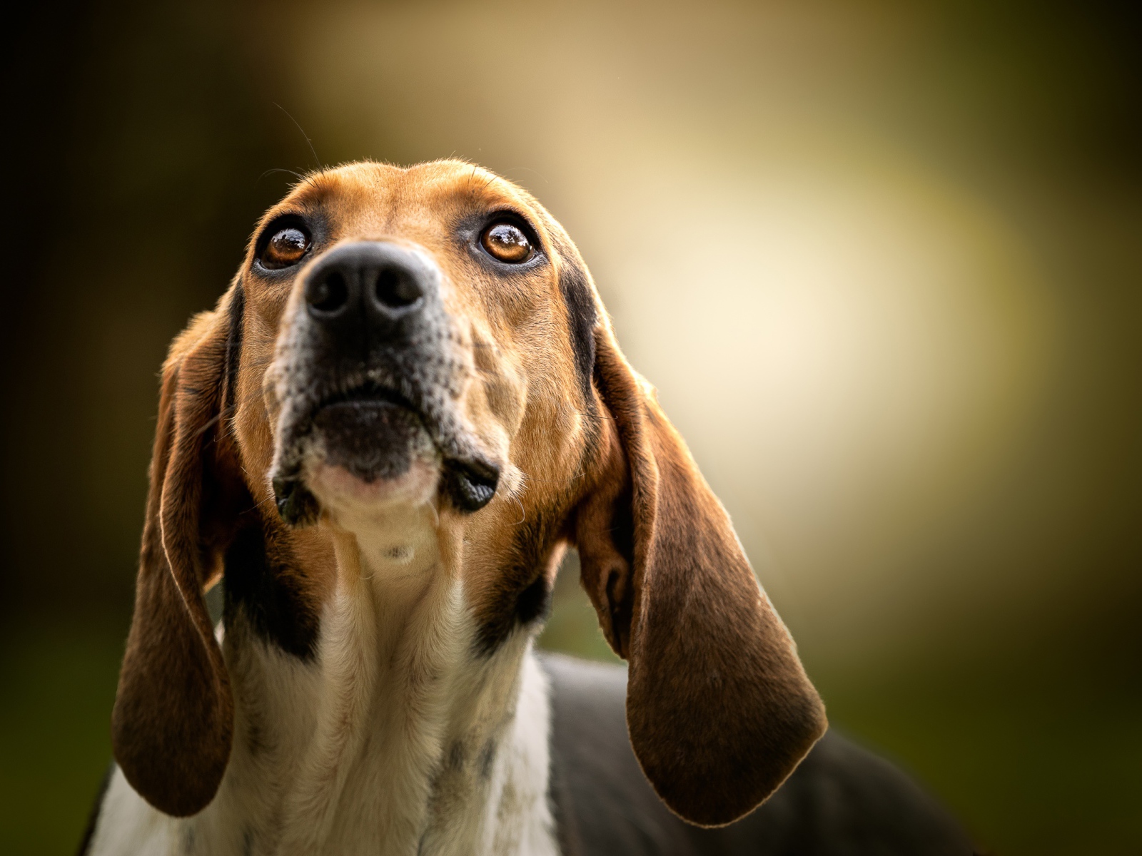 Умный пес породы бигль смотрит на хозяина