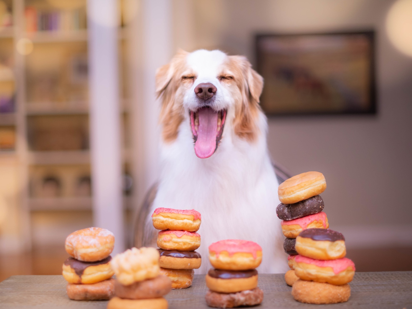 Довольный пес с высунутым языком с пончиками