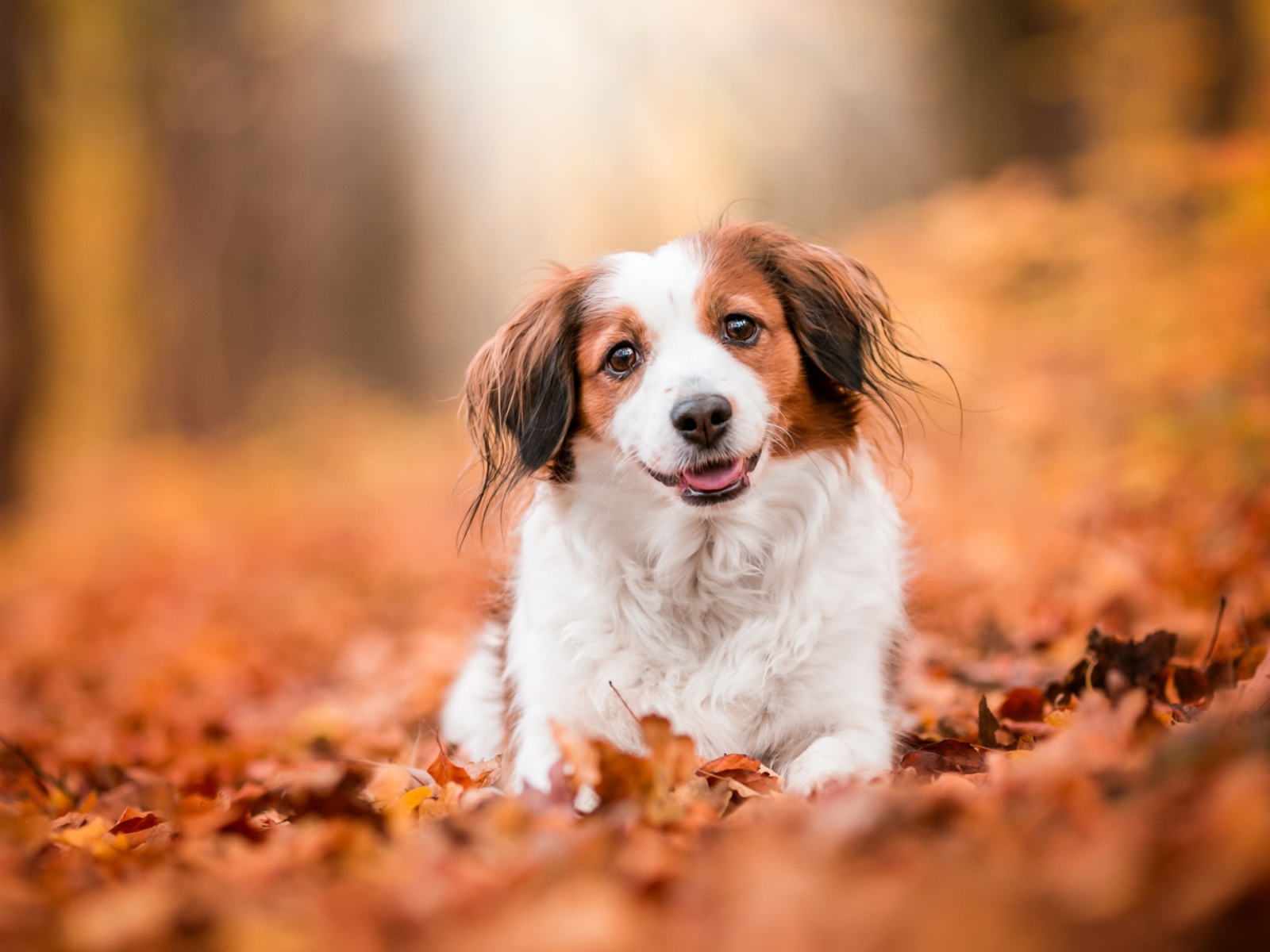 Собака с высунутым языком сидит на сухих листьях 