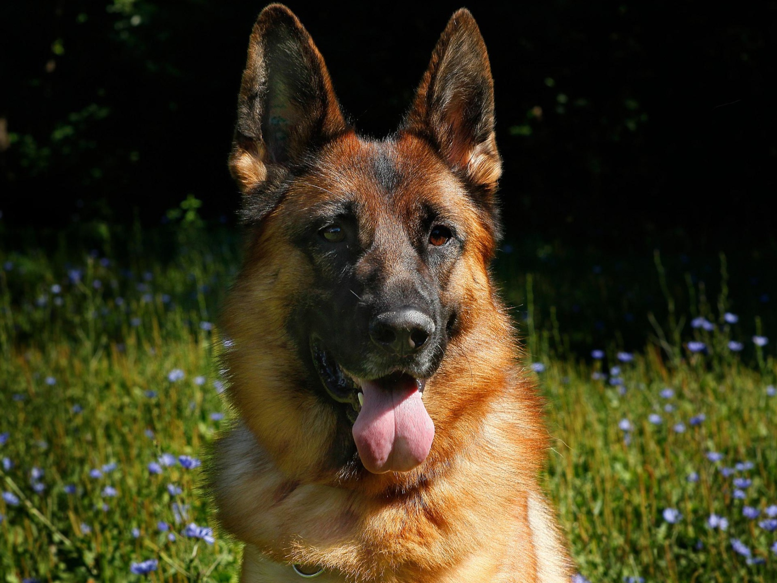 Немецкая овчарка с высунутым языком на зеленой траве