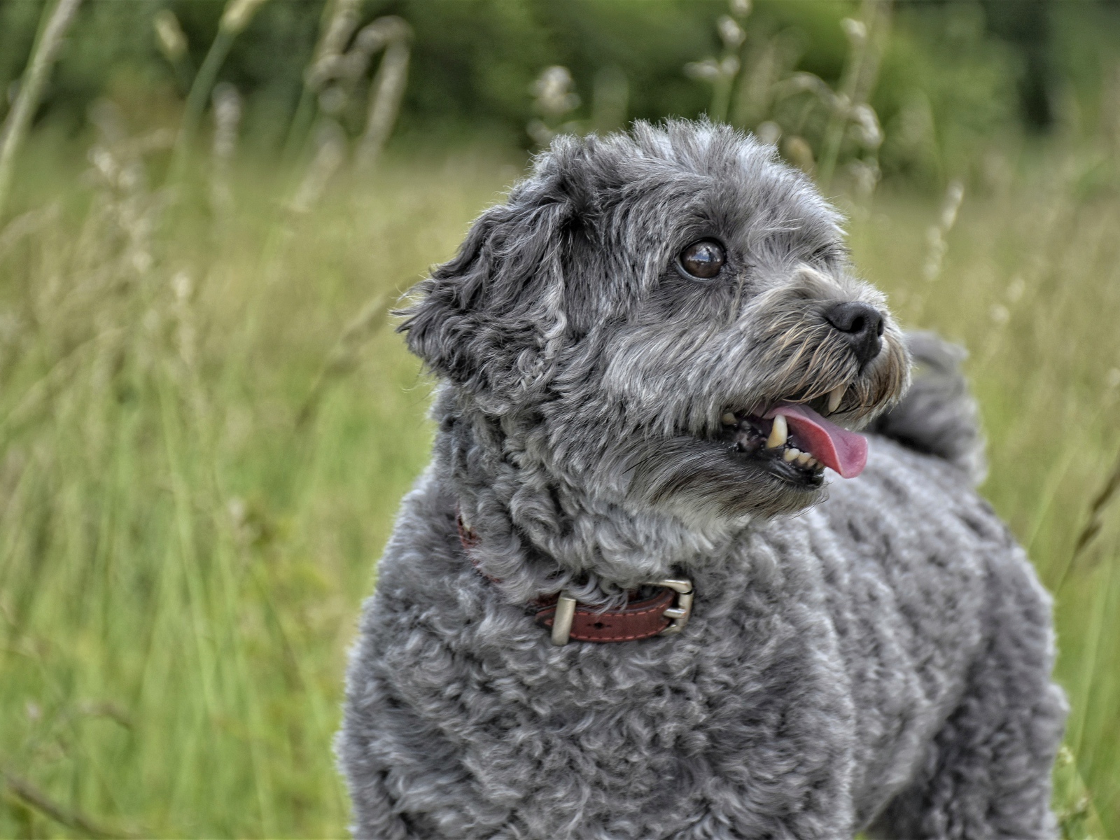 Серый маленький пудель с высунутым языком в траве