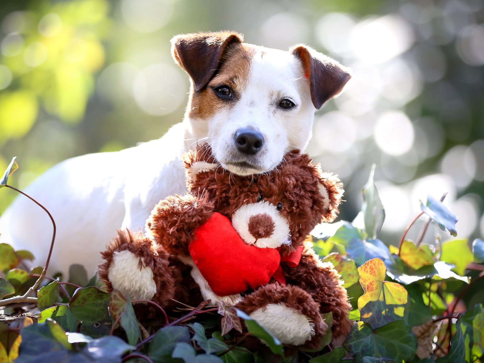 Джек Рассел Терьер с мягкой игрушкой медвежонком