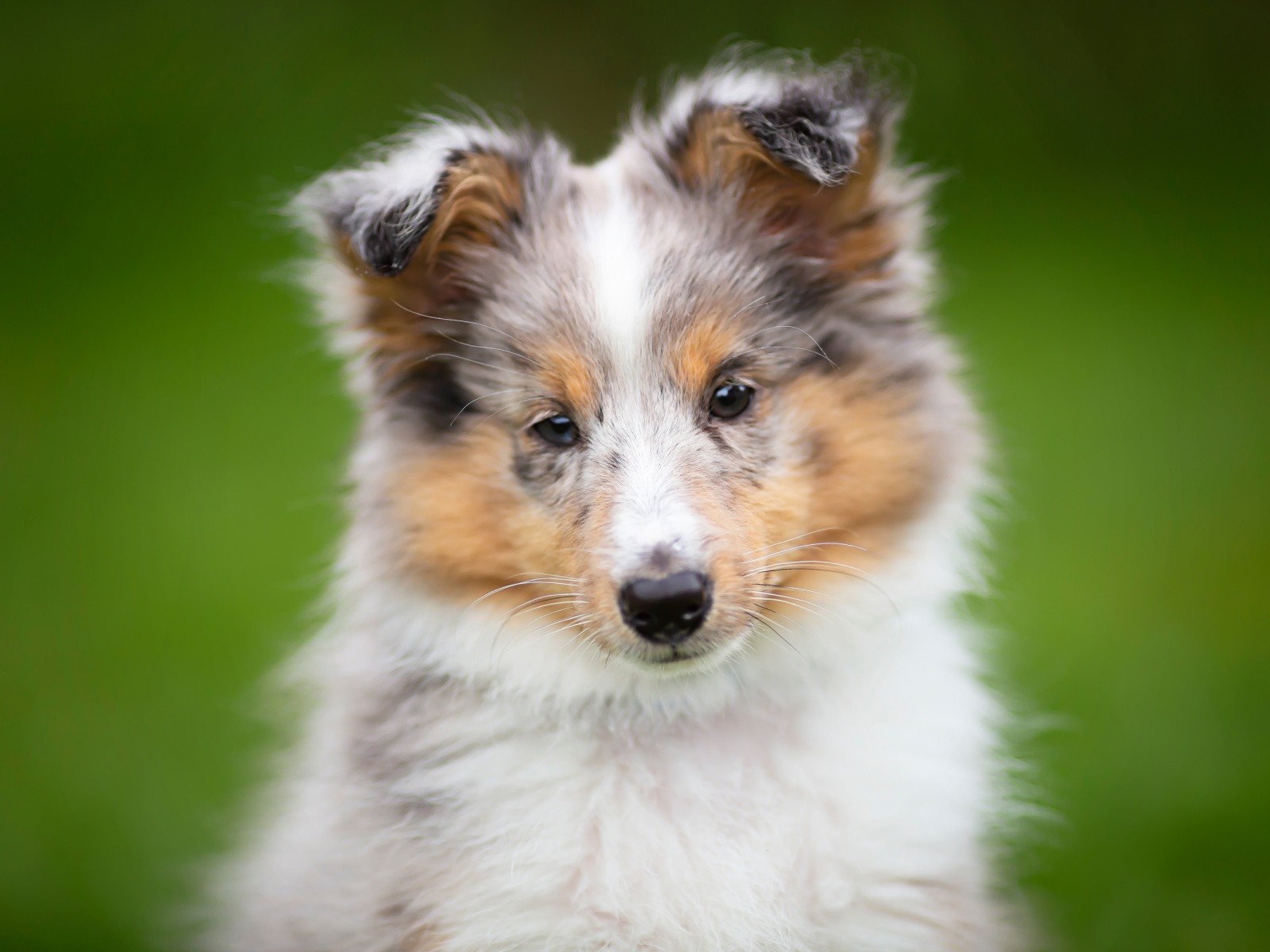 Маленький щенок шелти  на зеленом фоне