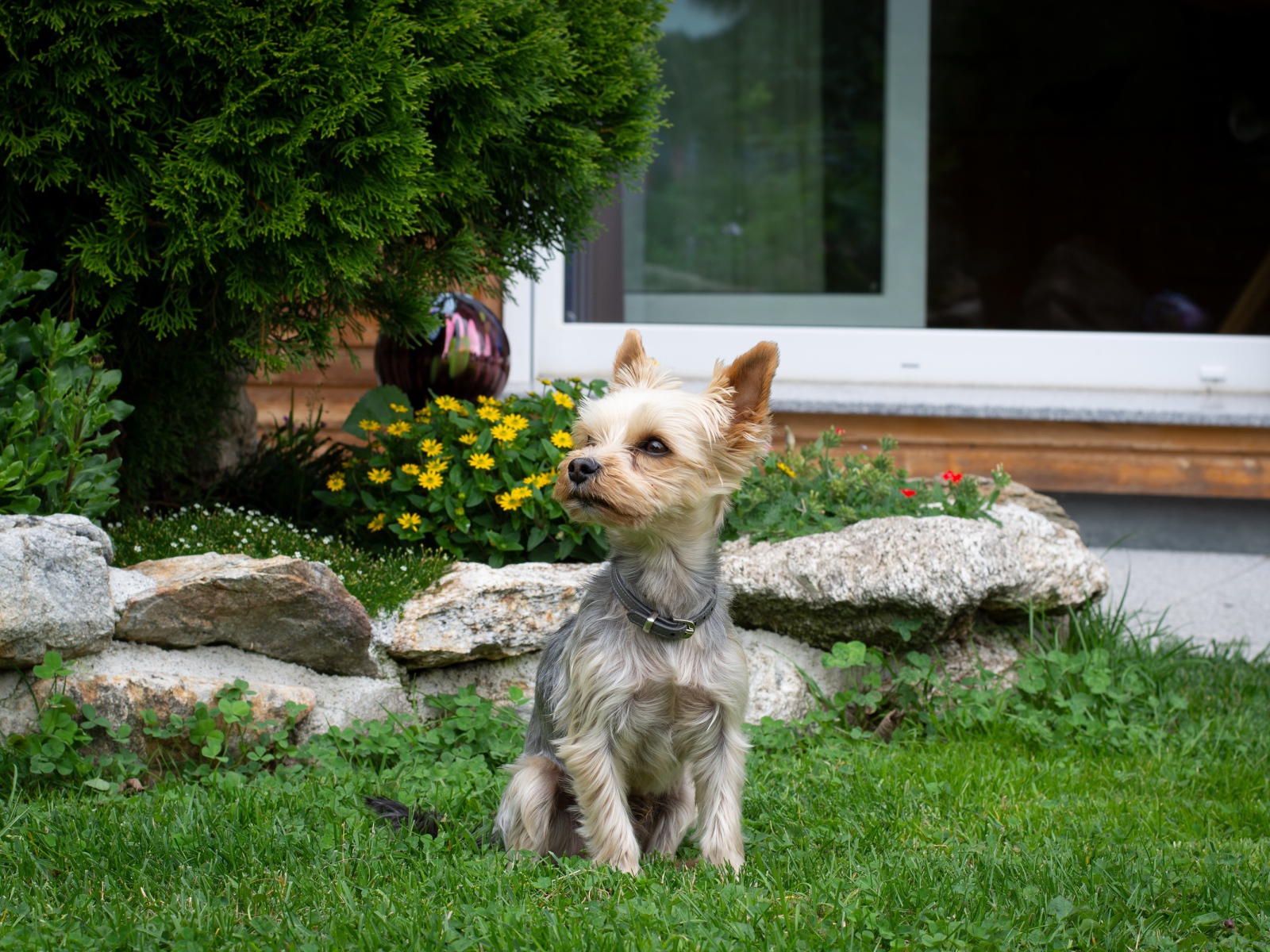 Маленький йоркширский терьер сидит на зеленой траве