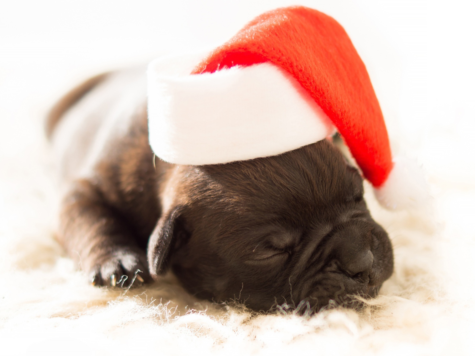Маленький новорожденный щенок в новогодней шапке 
