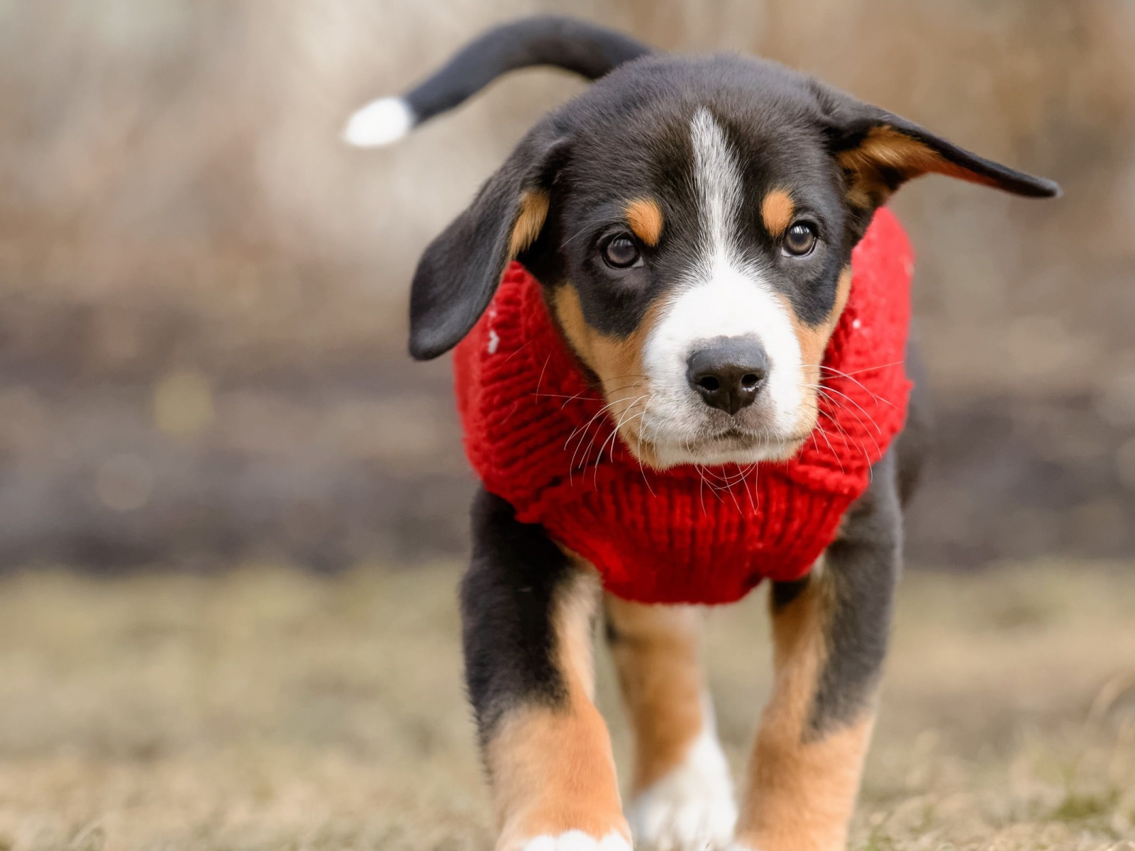 Маленький щенок в красном свитере 