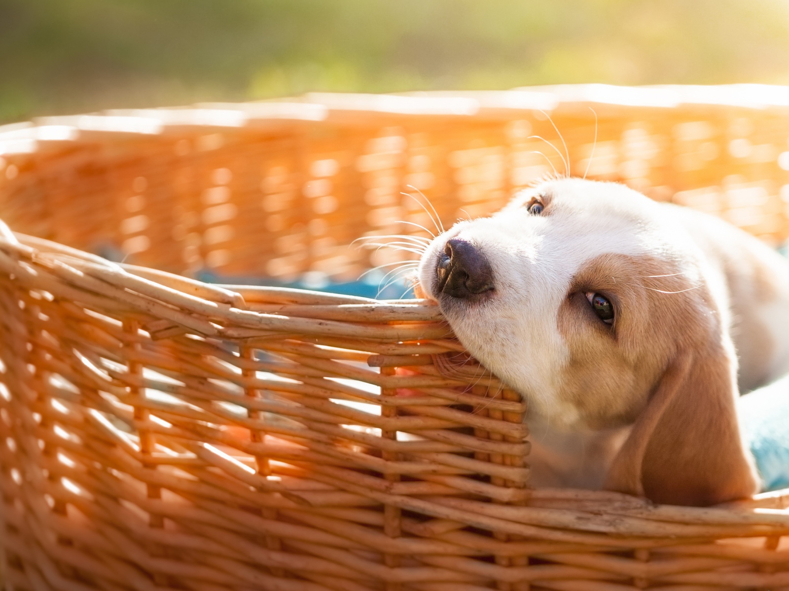 Маленький щенок грызет плетеную корзину
