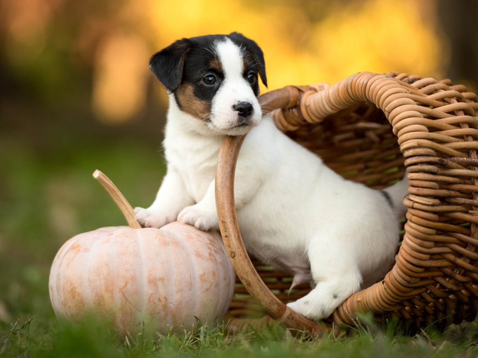 Маленький щенок сидит в корзине на зеленой траве с тыквой
