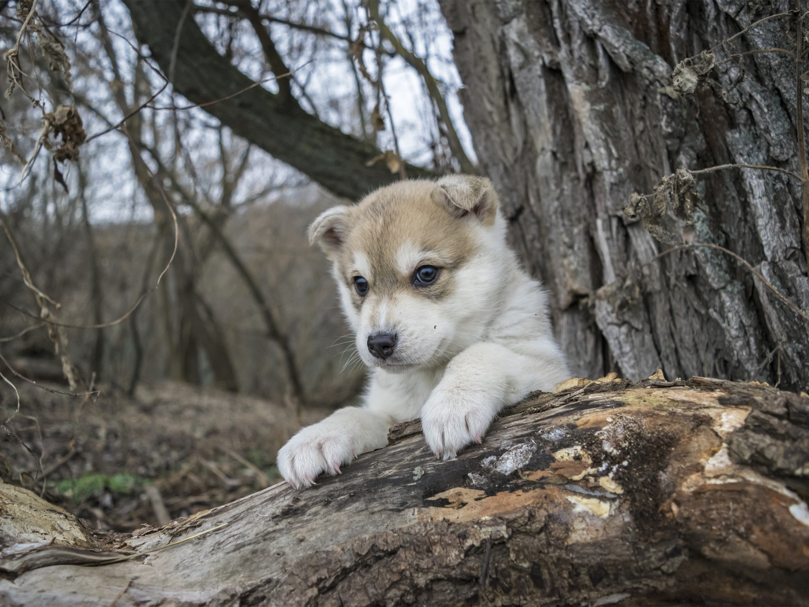 Маленький щенок сидит на сухом дереве в лесу