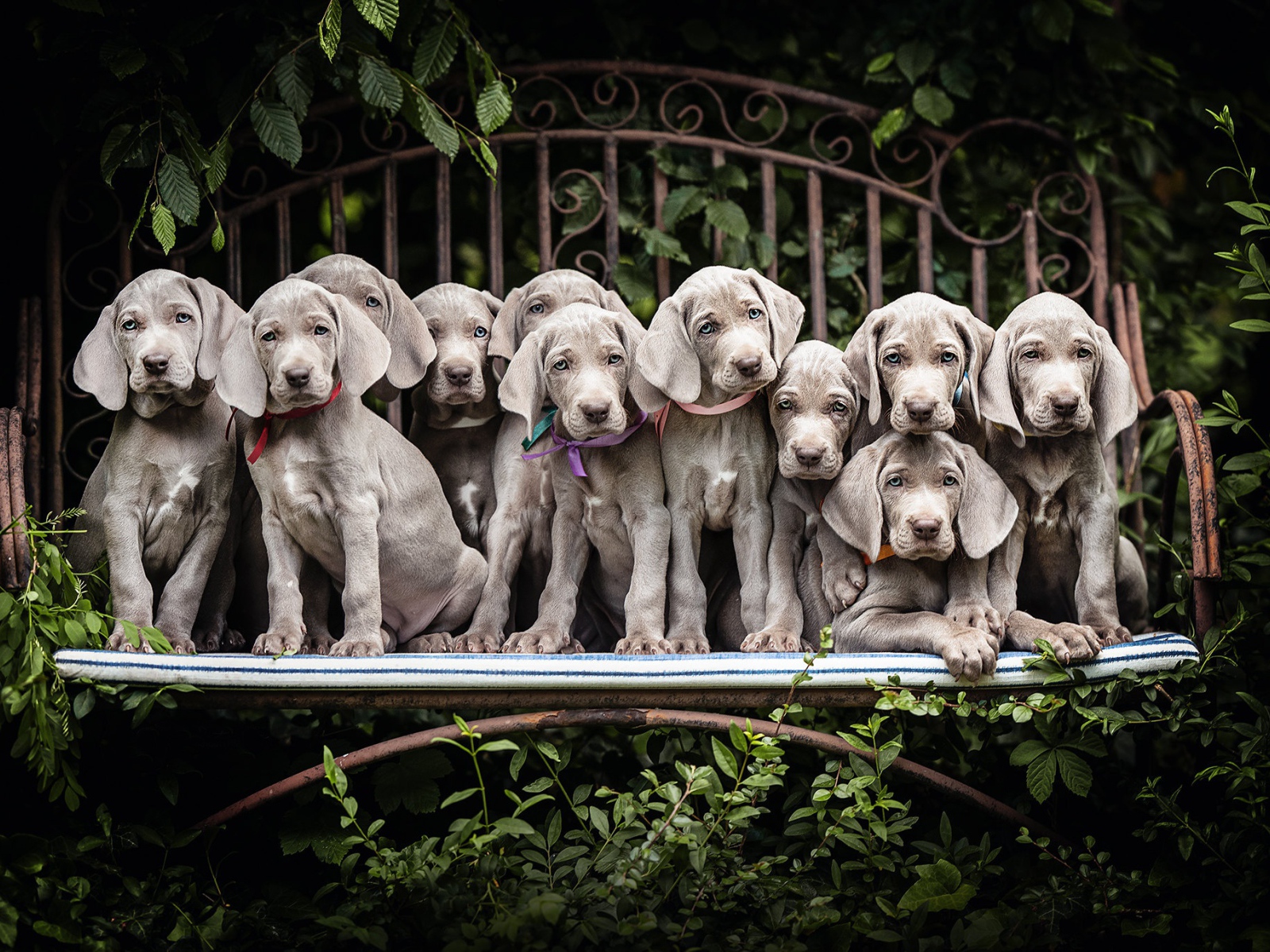 Много маленьких серых щенят породы Веймаранер сидят на лавке 