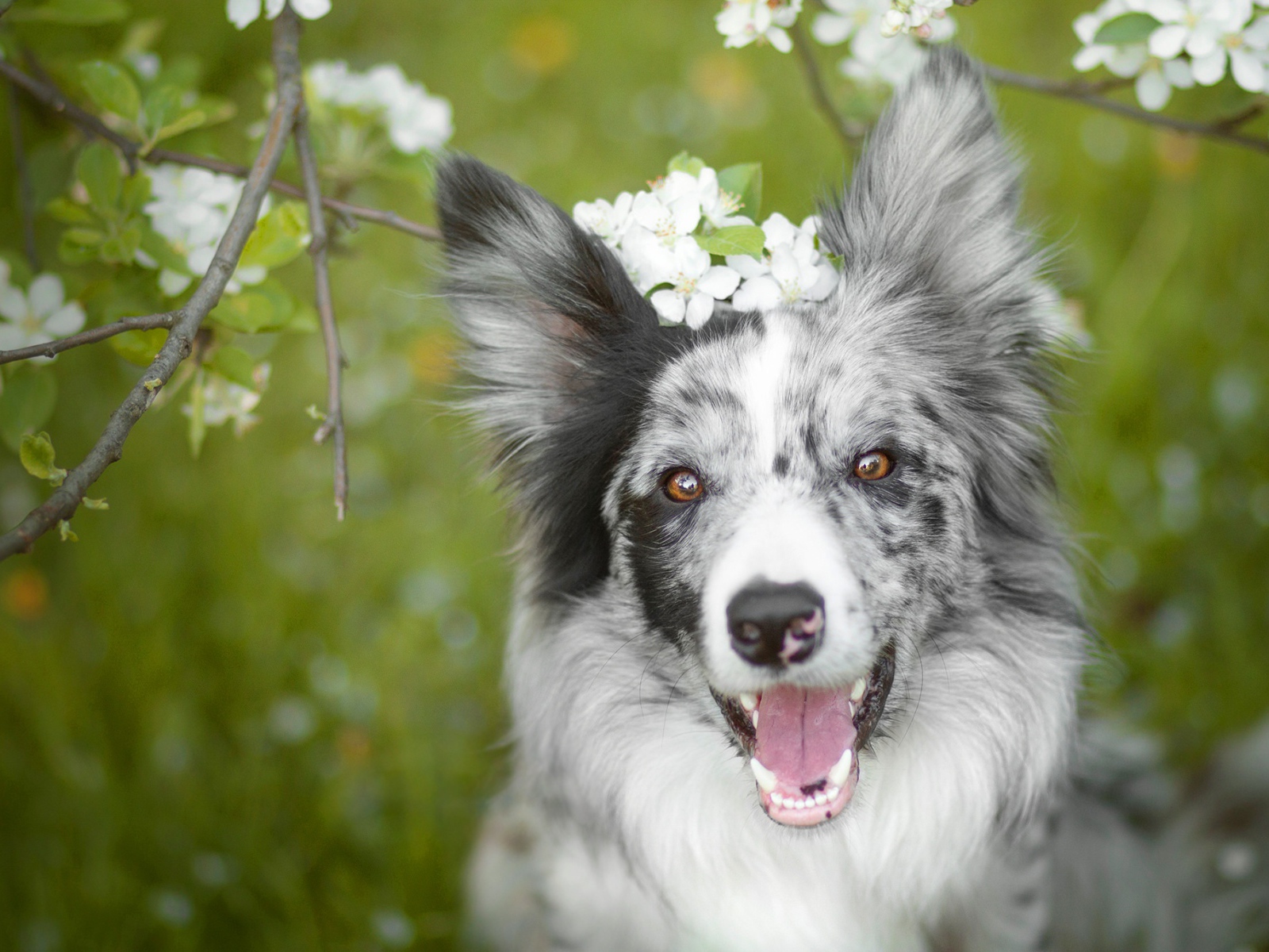 Веселая собака породы бордер колли с открытой пастью 