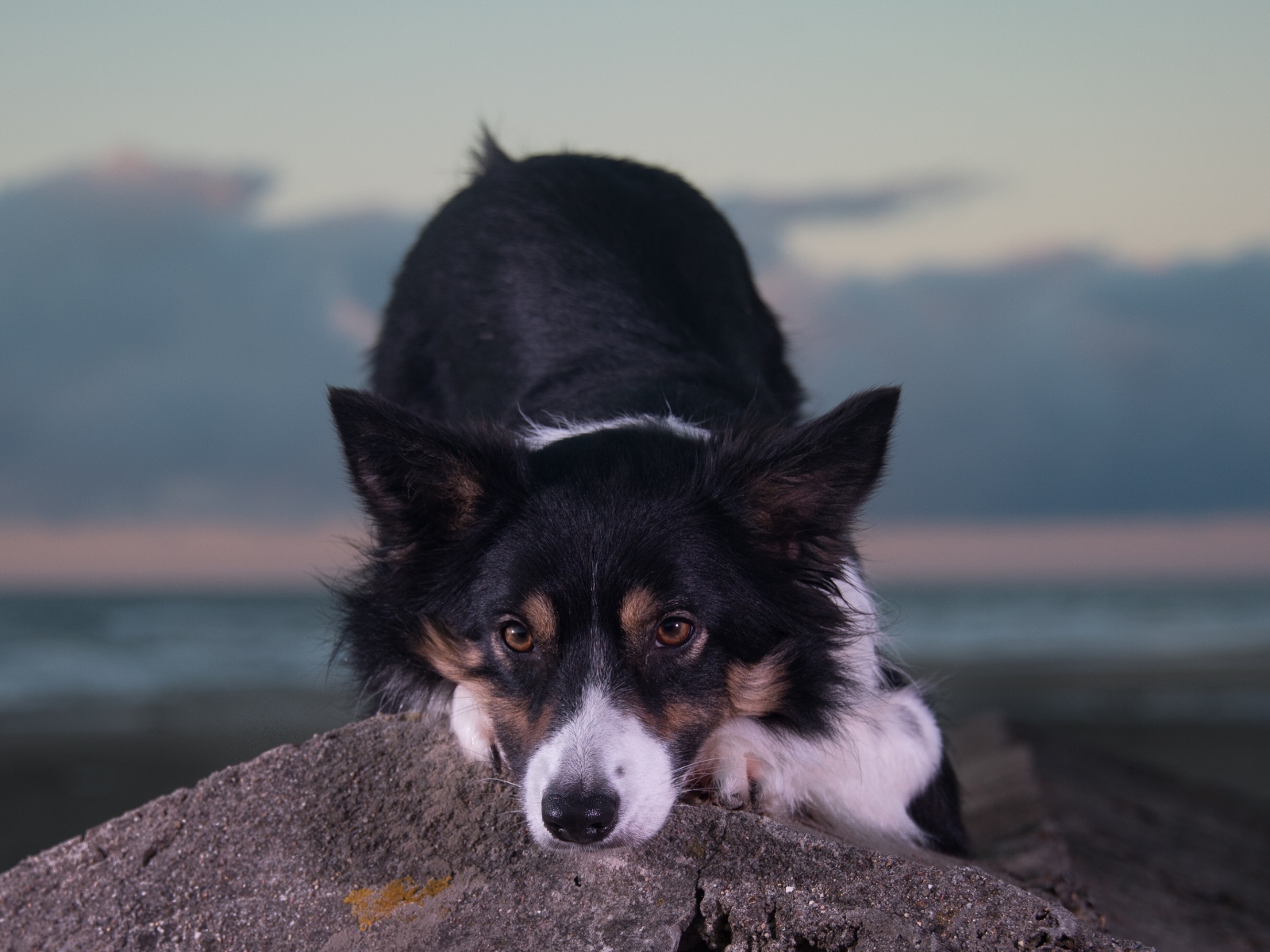 Породистая собака лежит на камне 