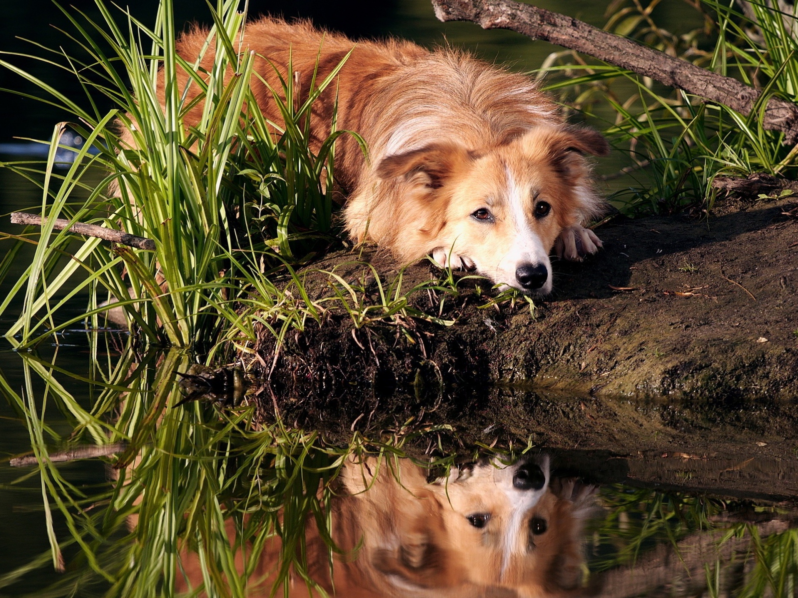 Грустный рыжий пес лежит на берегу пруда