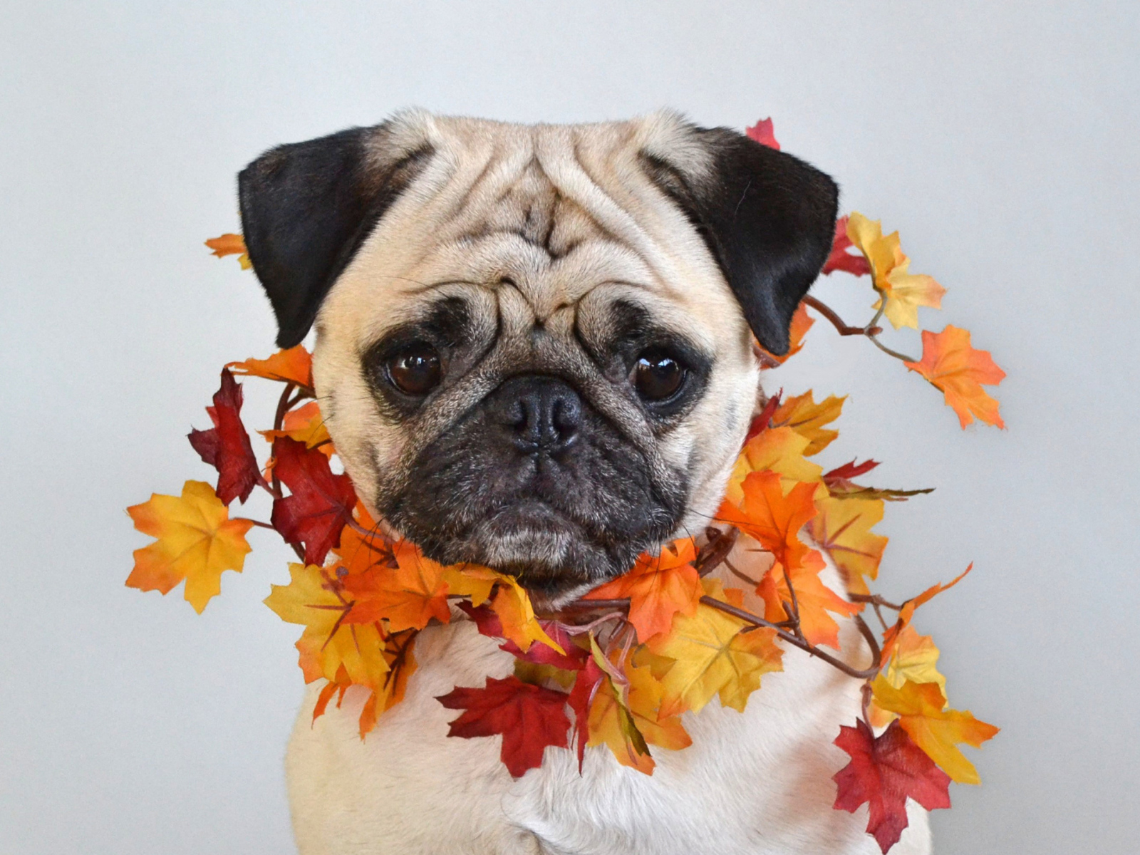 Грустный мопс с листьями на шее на сером фоне