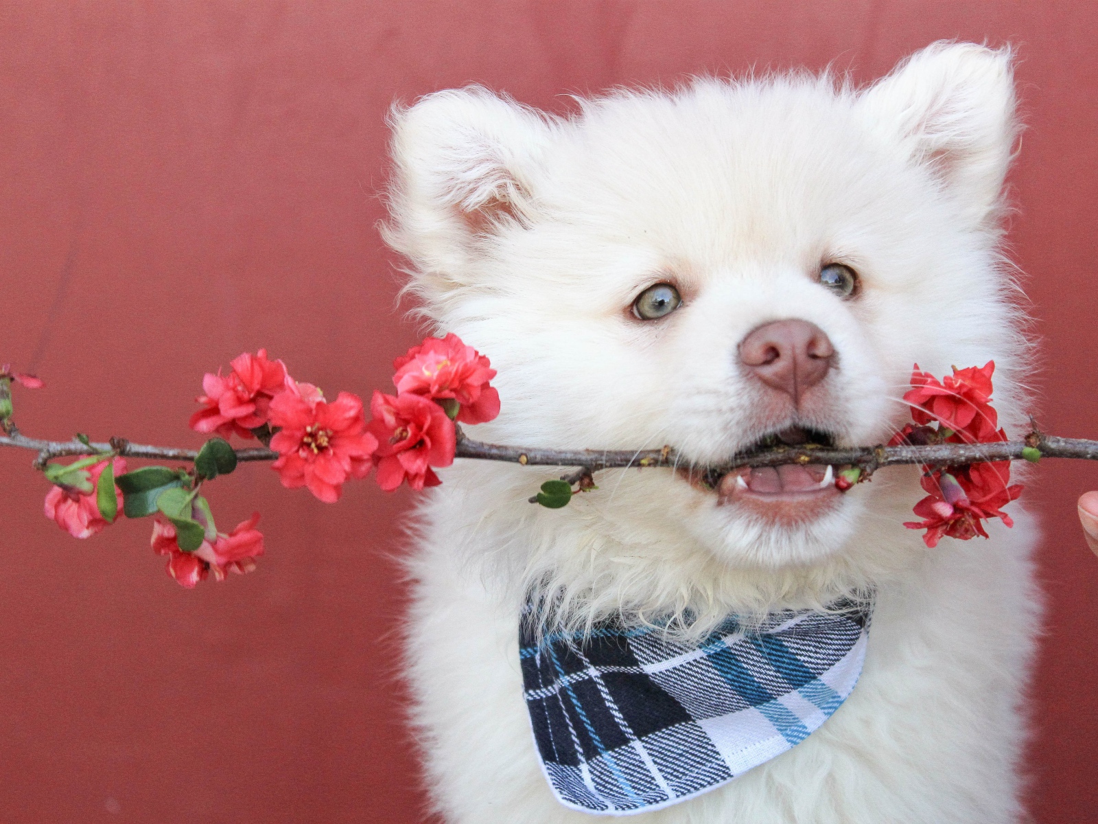 Щенок самоедской лайки с веткой в зубах 