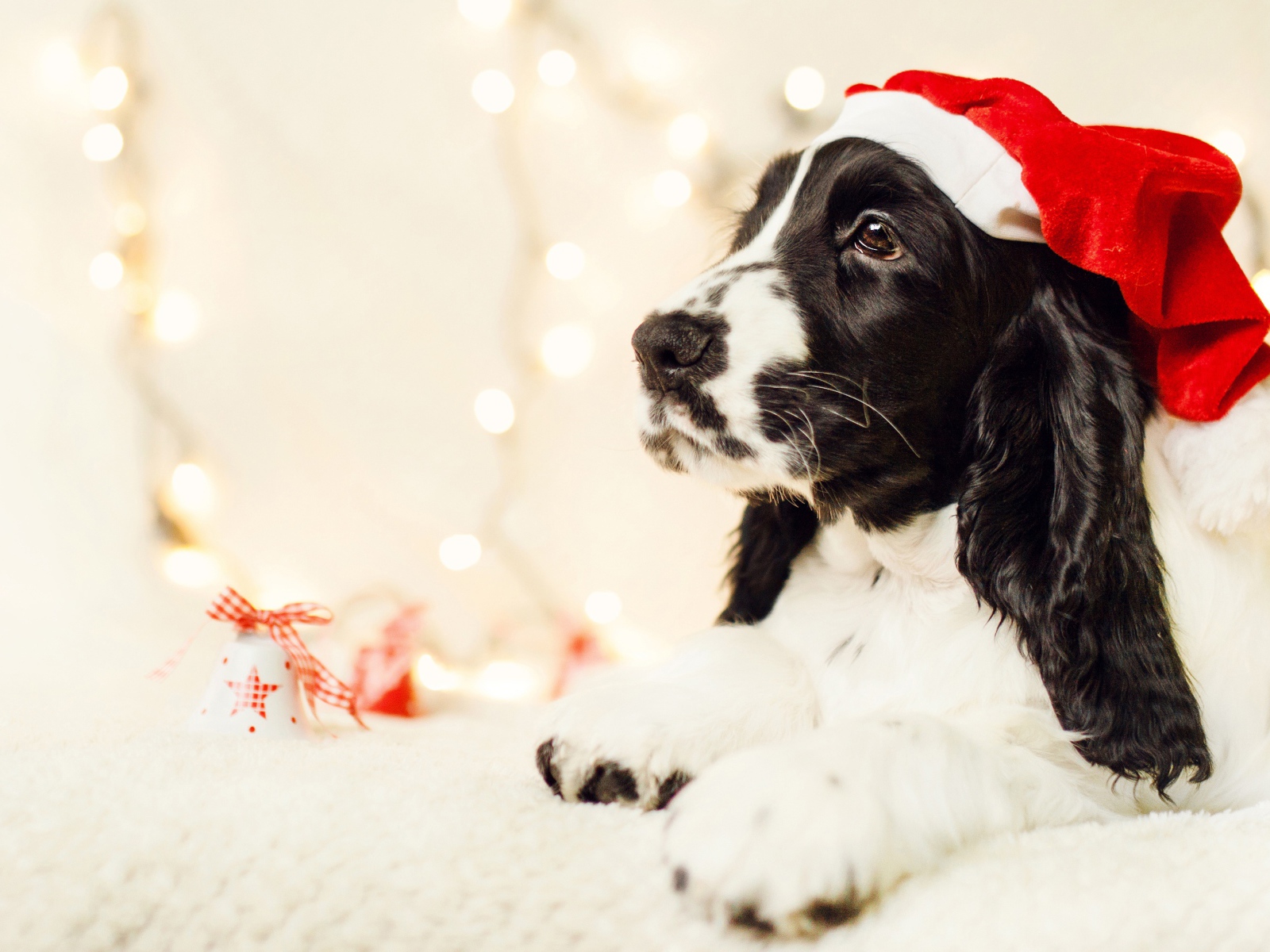 Собака породы сеттер в шапке Санта Клауса 