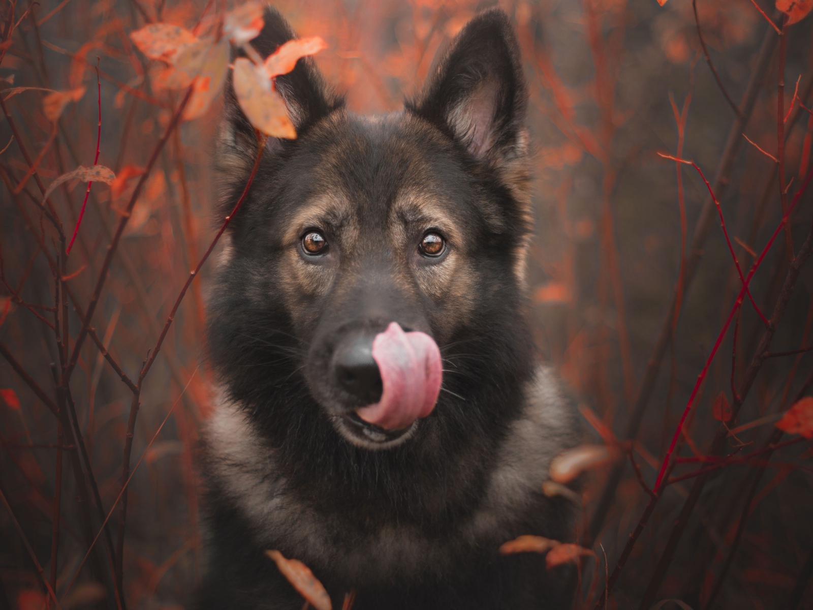 Овчарка облизывает морду языком