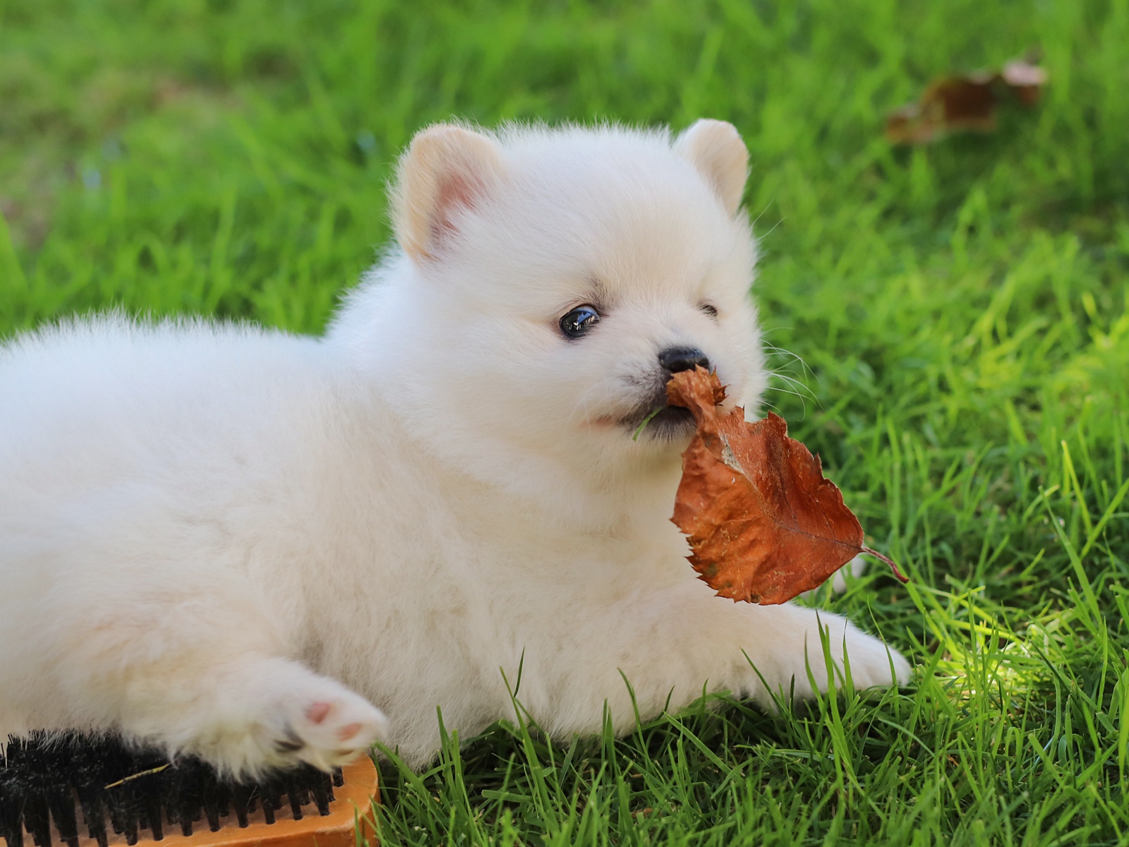 Маленький белый щенок шпица на зеленой траве с листом