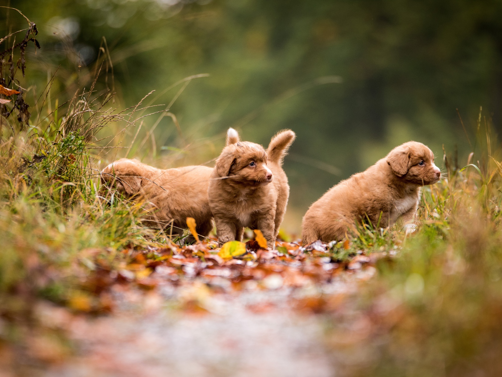 Три маленьких коричневых щенка идут по тропинке 