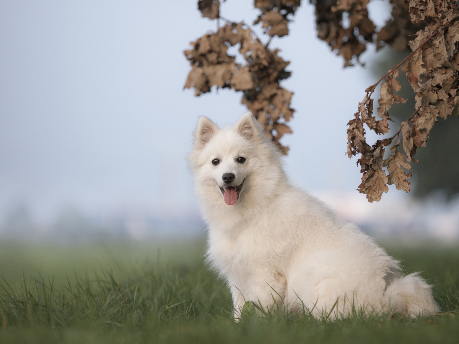 Белая собака породы японский шпиц сидит на траве