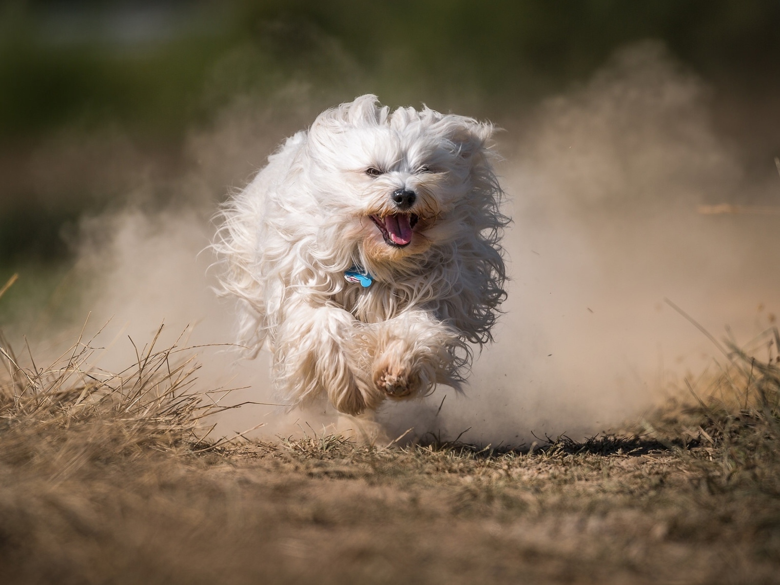 Белая пушистая собака бежит по дороге в пыли