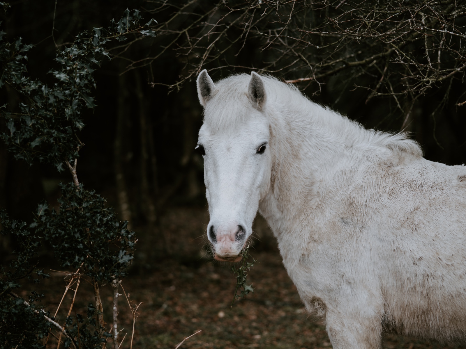 Белая лошадь пасется в лесу 