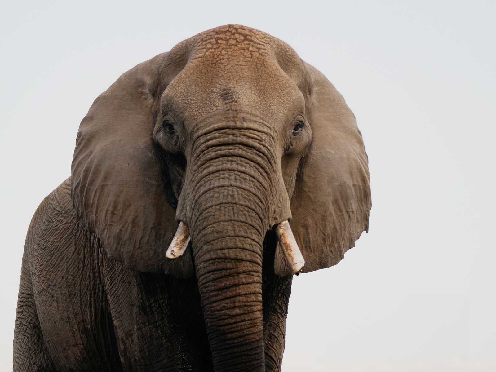 Большой индийский слон крупным планом