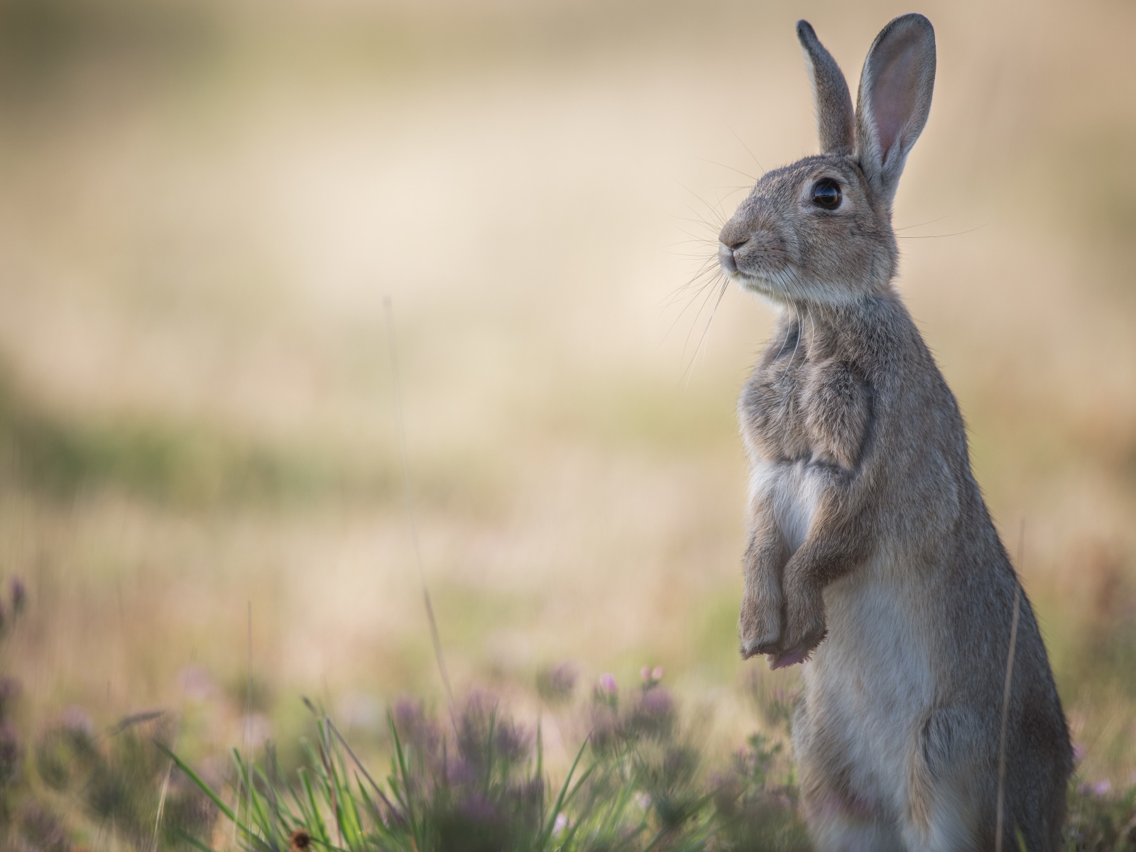 Дикий лесной заяц стоит на траве