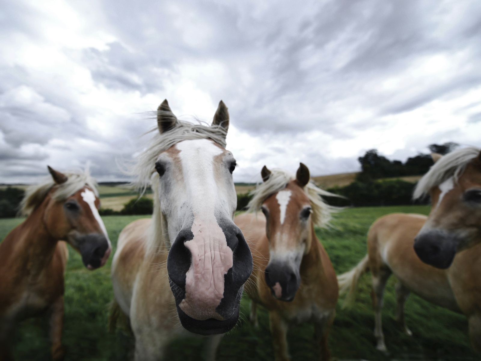 Четыре лошади позируют для фото 