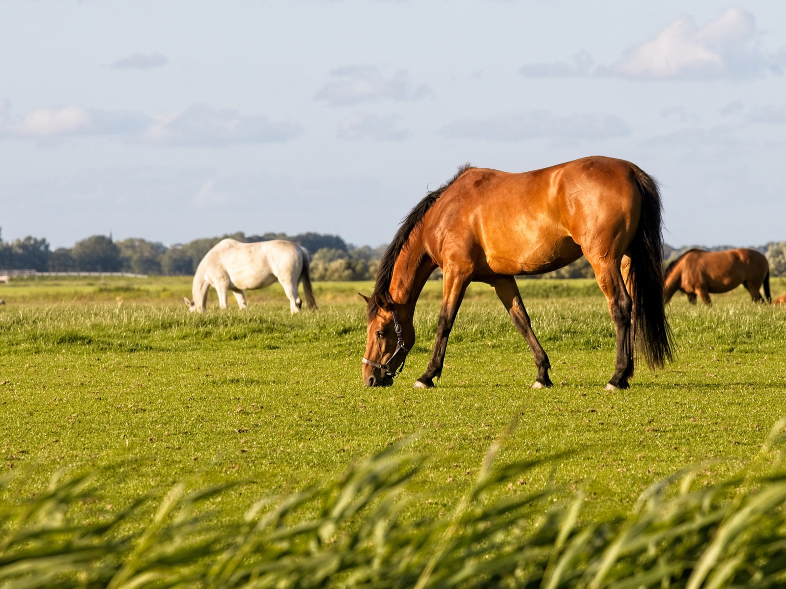 Большие грациозные лошади пасутся на поле