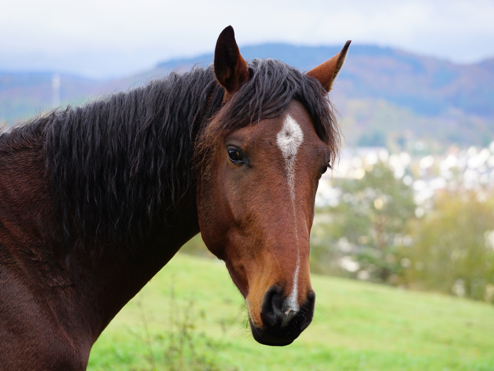 Морда красивой коричневой лошади
