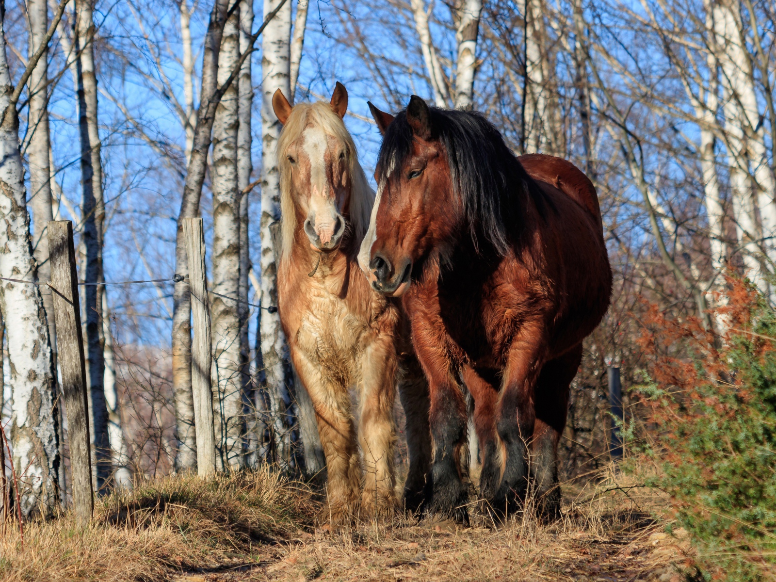 Две красивые лошади идут по березовой роще