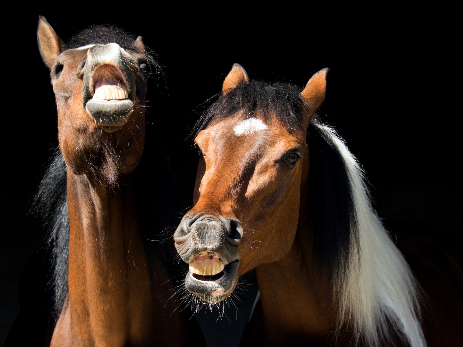 Две ржущие лошади на черном фоне