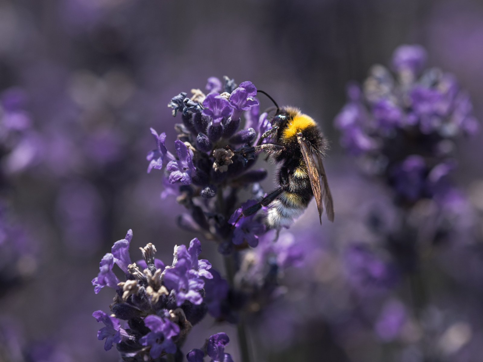 Пчела сидит на фиолетовом цветке лаванды 