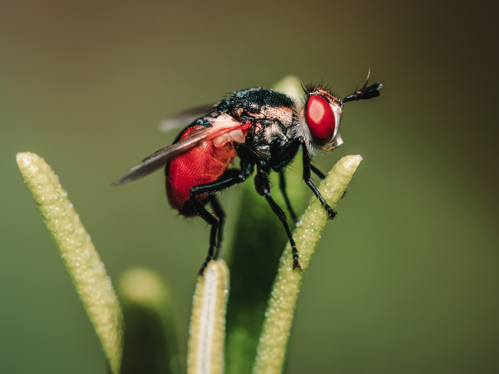 Муха сидит на зеленом растении 