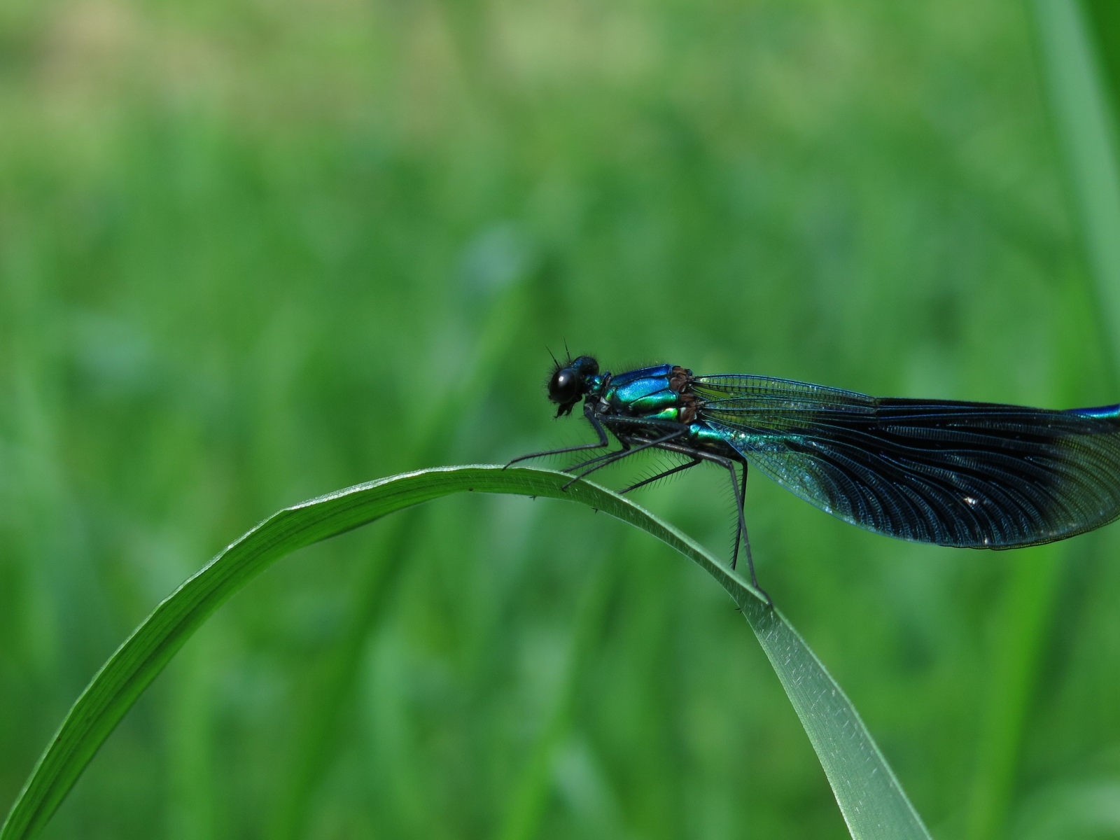 Большая черная стрекоза сидит на зеленой траве